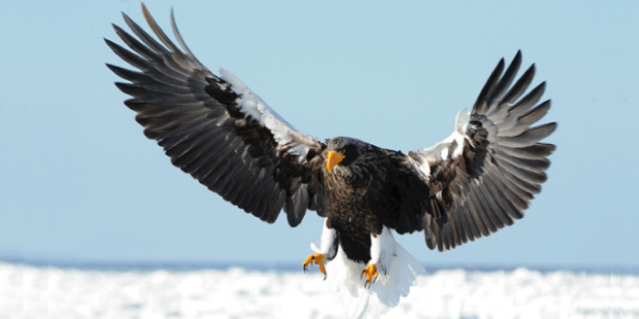 鷹 タカ と 鷲 ワシ 鳶 トビ の違いは 1分で読める 違いは