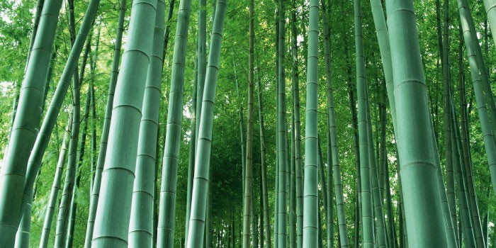 「竹」と「笹」の違いは?