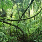 「熱帯雨林」と「ジャングル」の違いは?