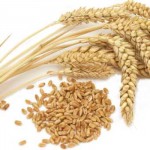 「小麦」と「大麦」の違いは?