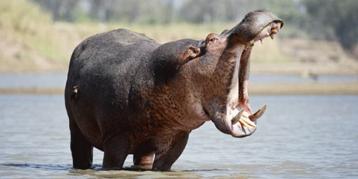 用途と考えられる健康上の利点