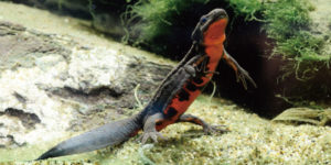 アカハライモリ